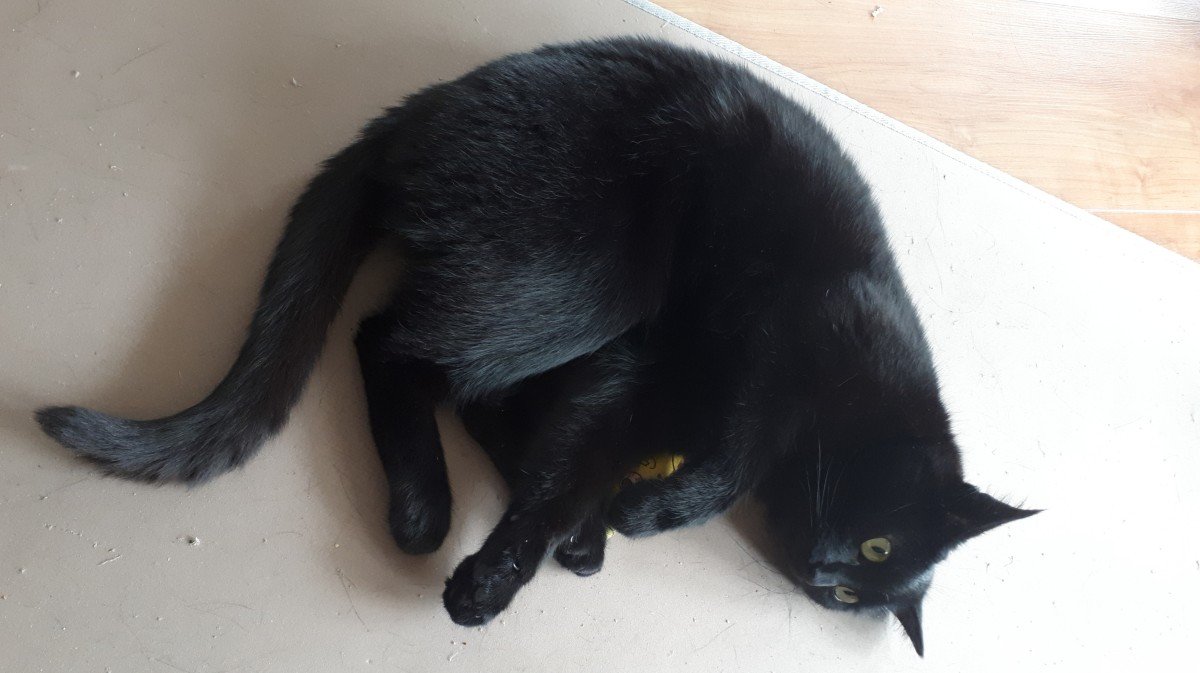 Auri