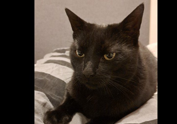 Blacky