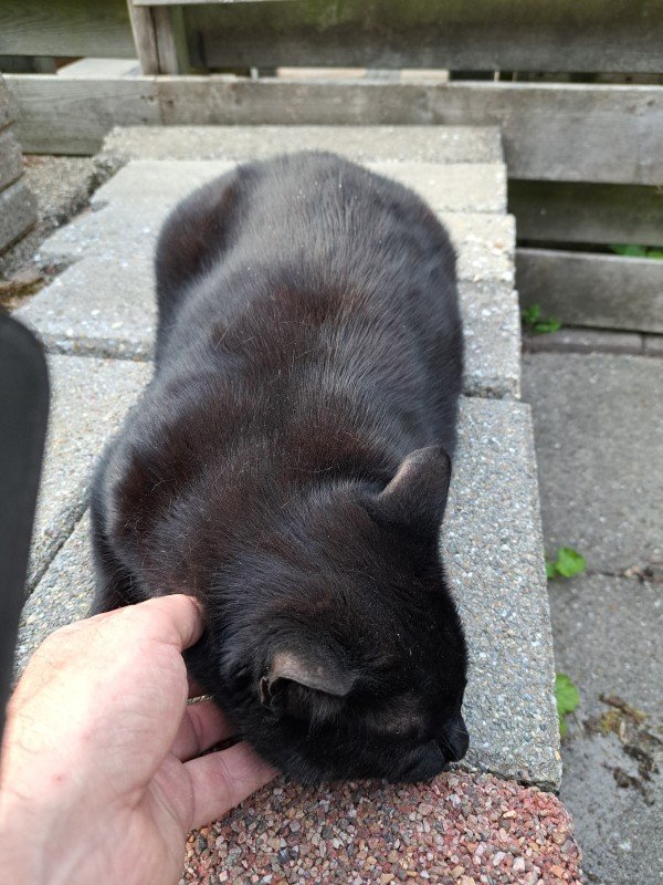 Blacky