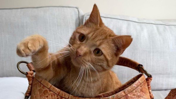 Oliver