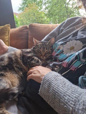 Gijs