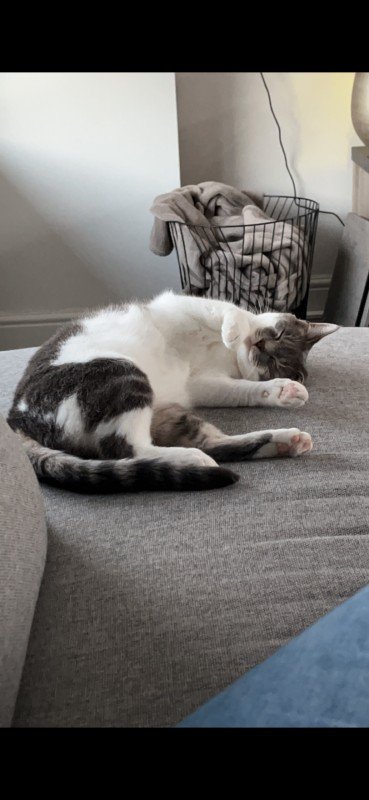 Nala