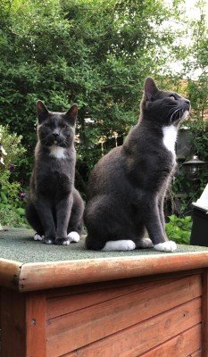 Miro/Mochi