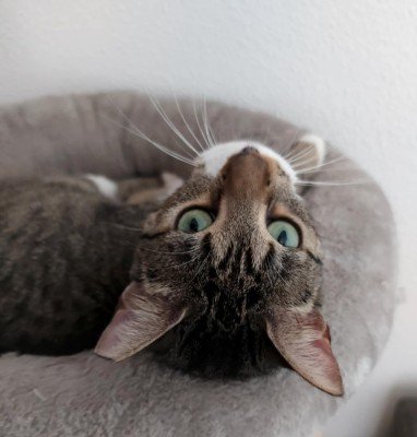 Nikita