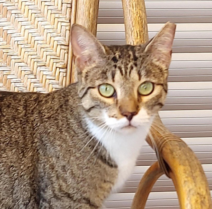 Nikita
