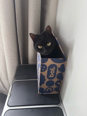 Gizmo