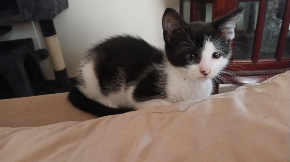 Felix