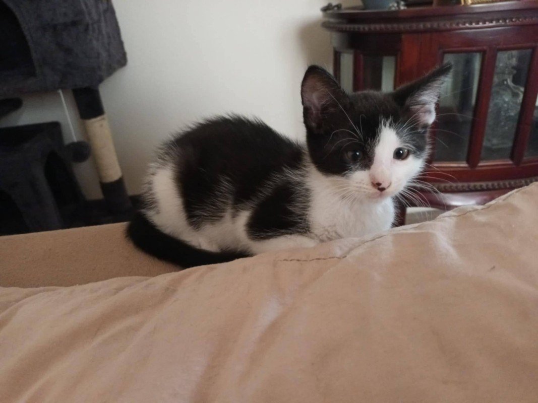 Felix