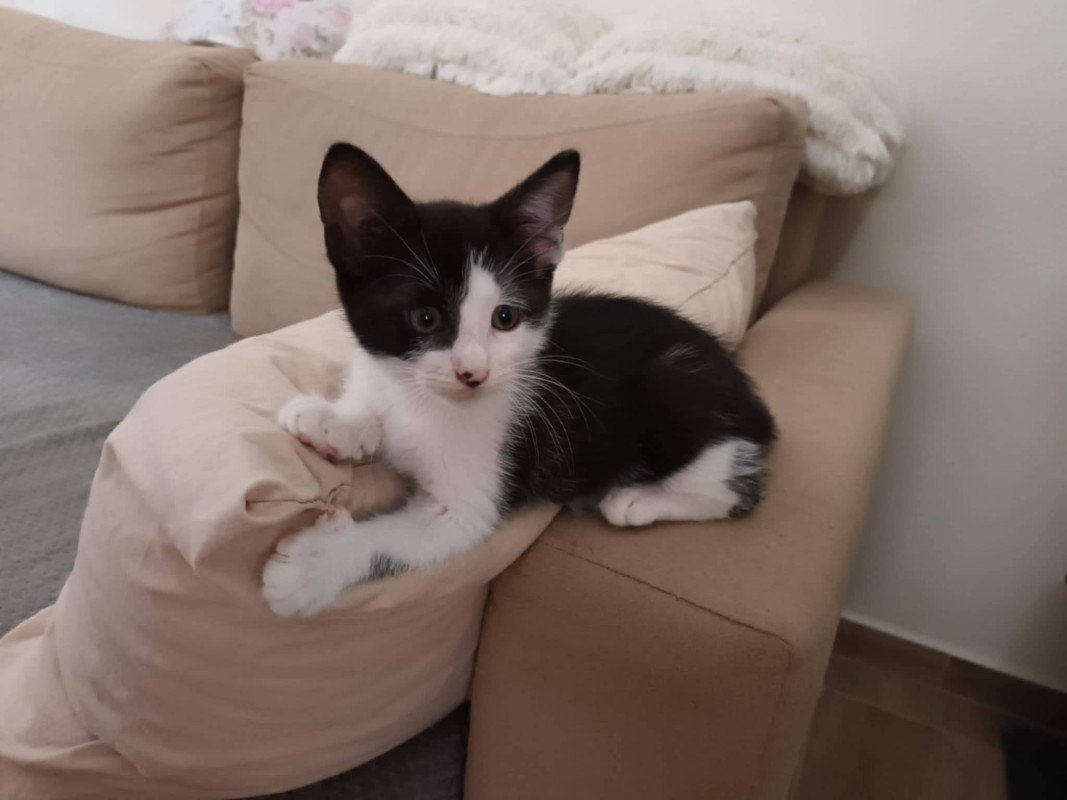 Felix
