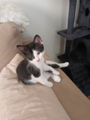Felix