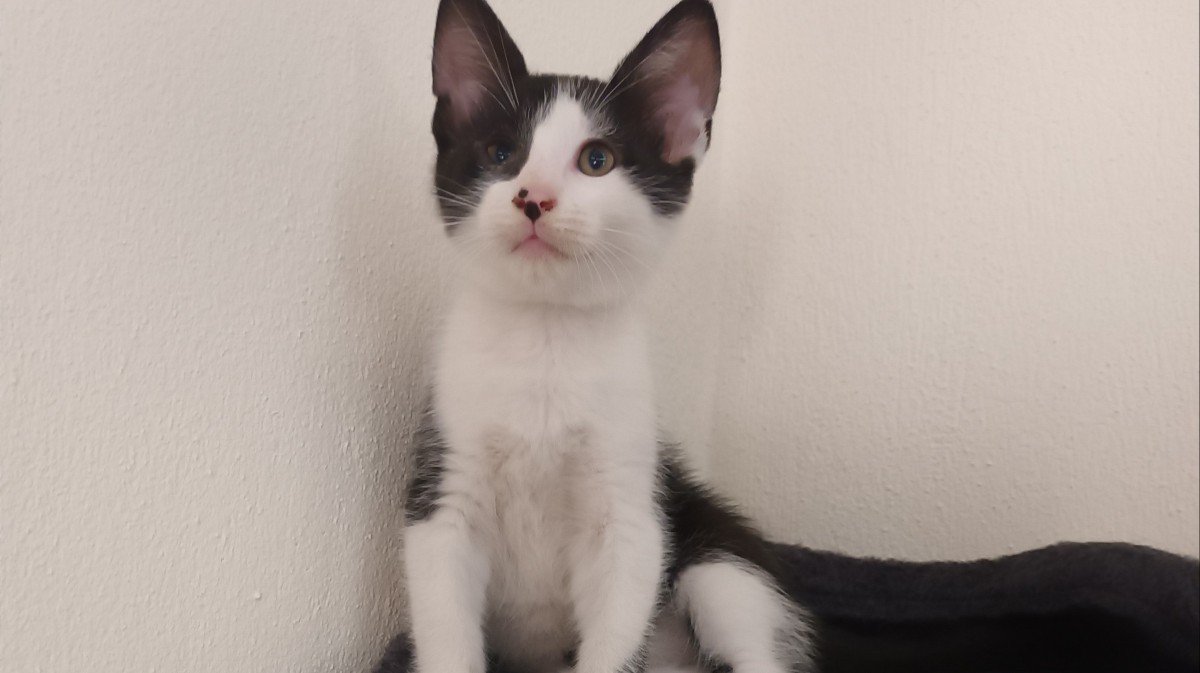 Felix