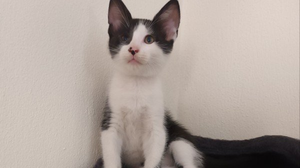 Felix