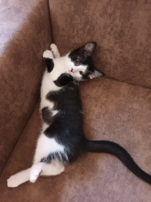 Felix