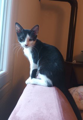Felix