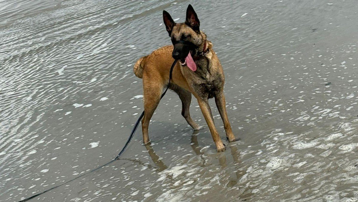 Kaya