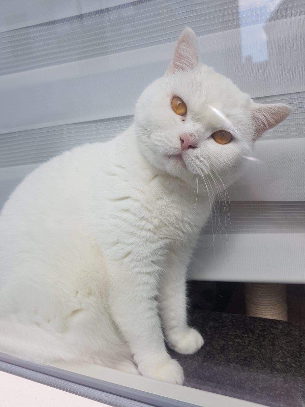 Lumi