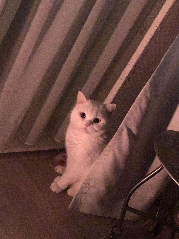 Lumi