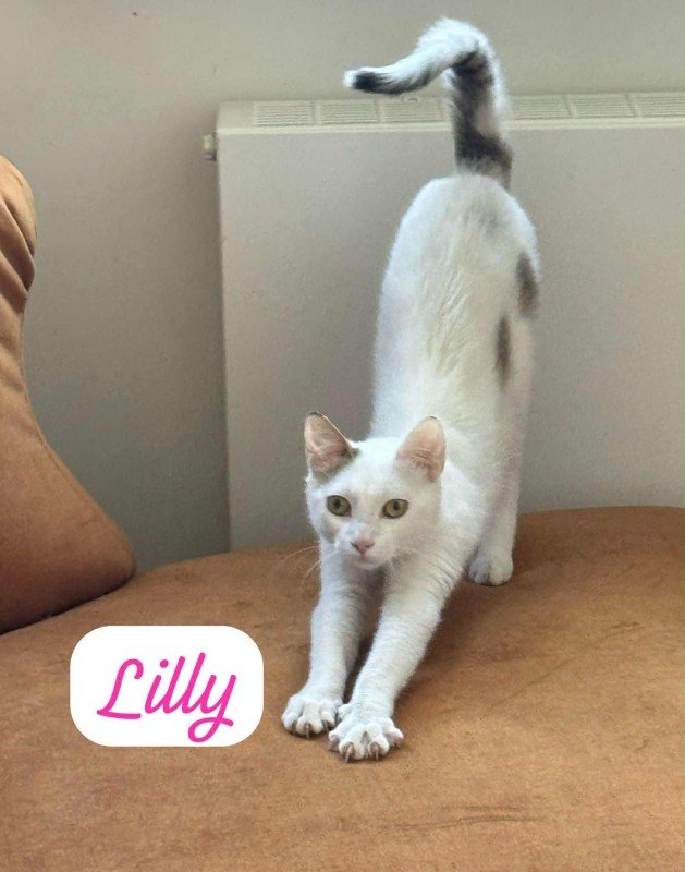 Lilly