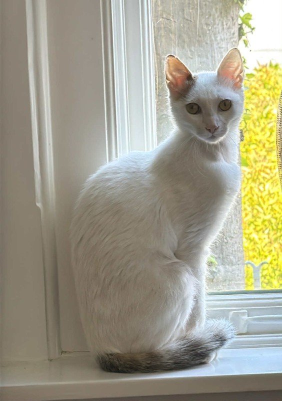 Lilly