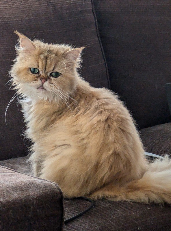 Mokka
