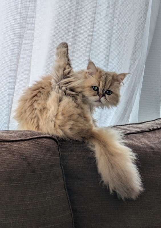 Mokka