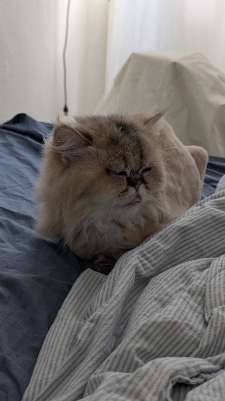 Mokka