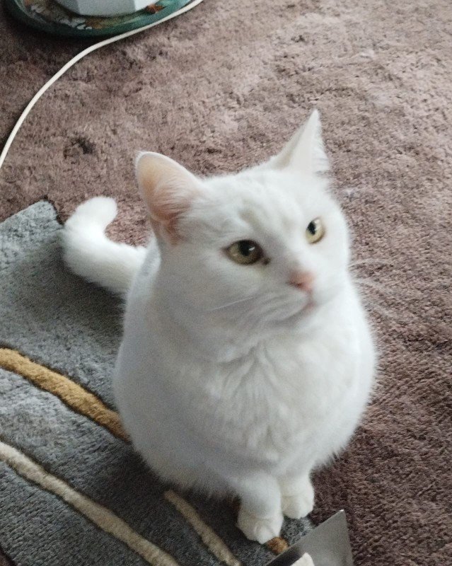 *SPOED* Mimi