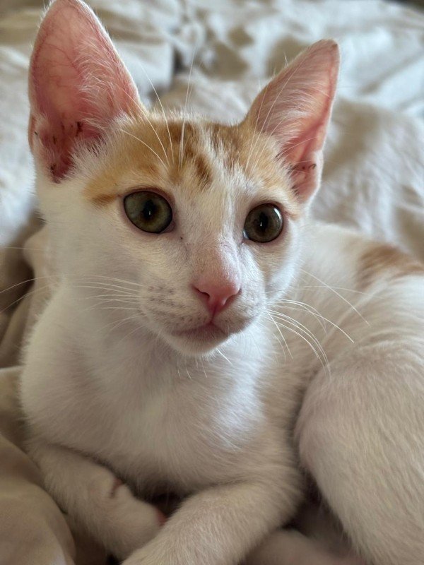 Nacho