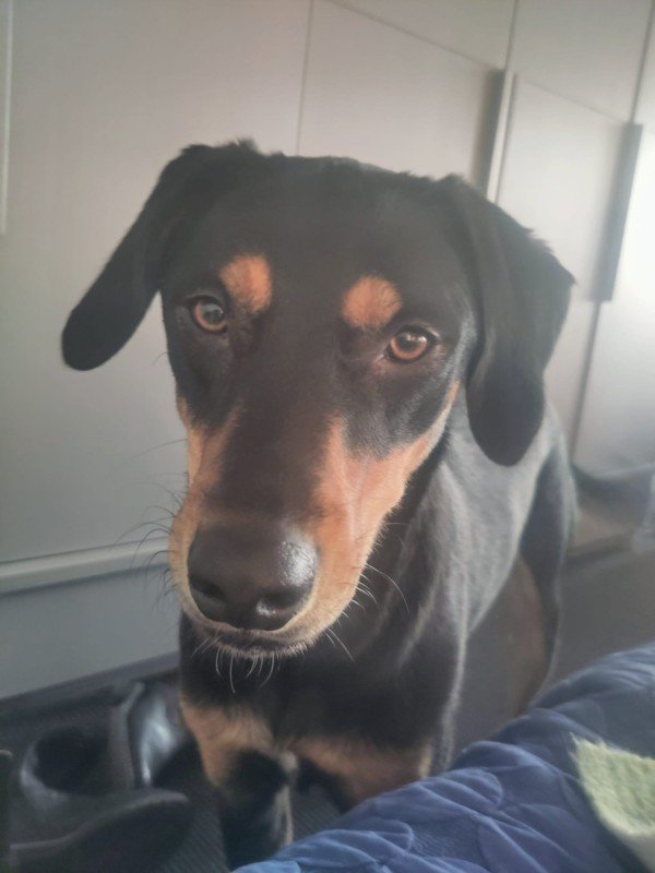 Bruno