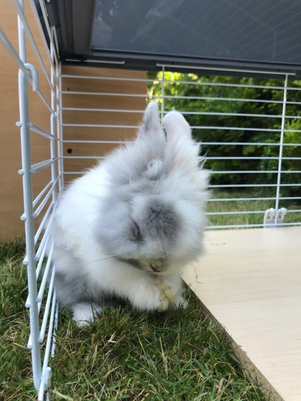 Bonnie