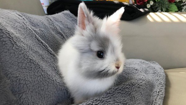 Bonnie