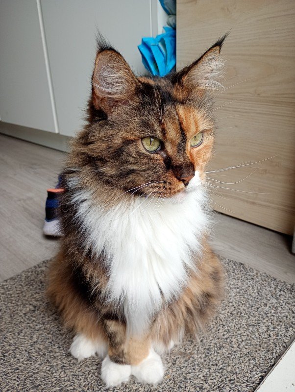 Angel