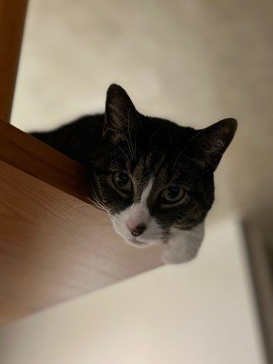 Tommie