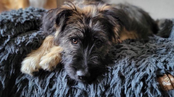 Bailey