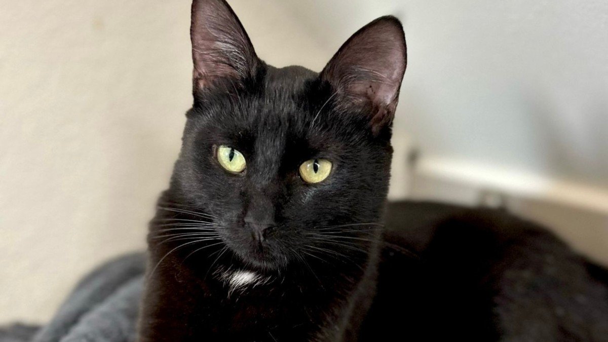 Loki