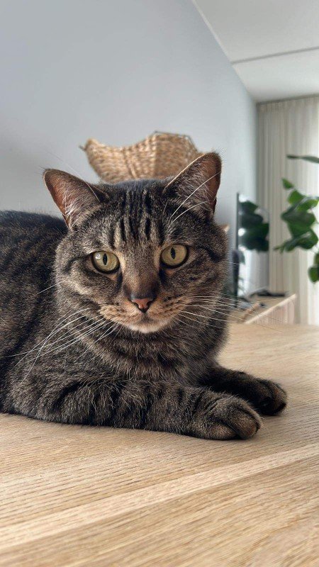 Tabby