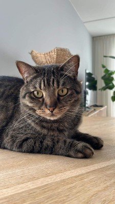 Tabby