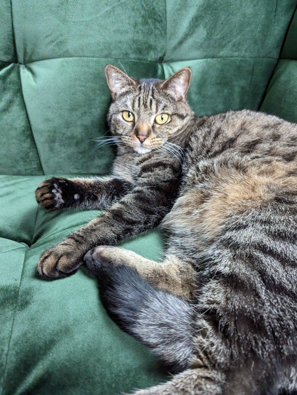 Tabby