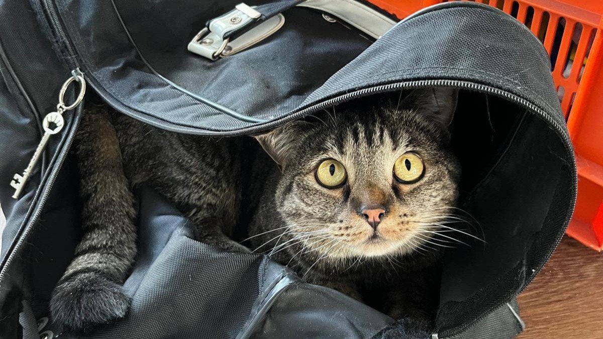 Tabby