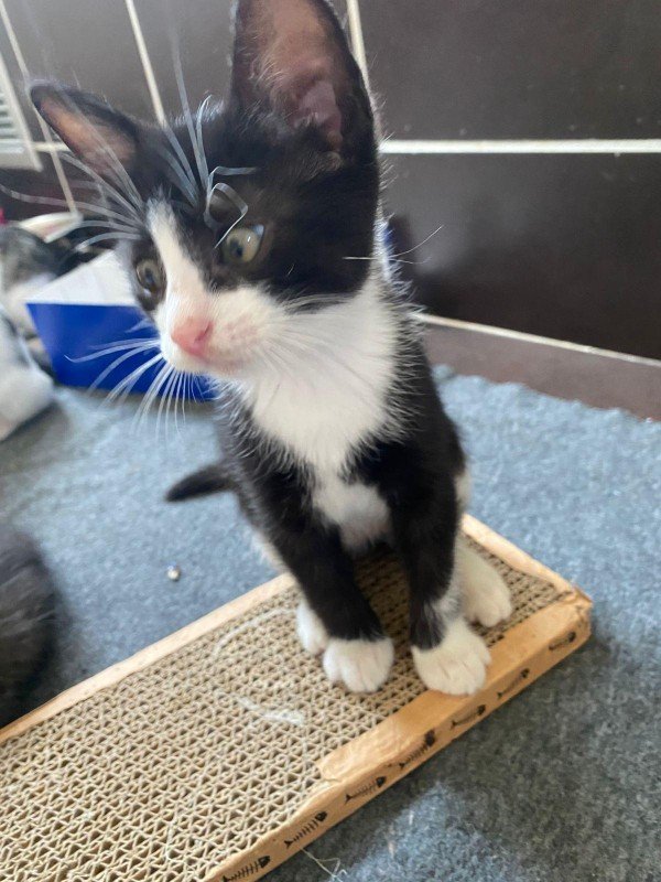 Felix