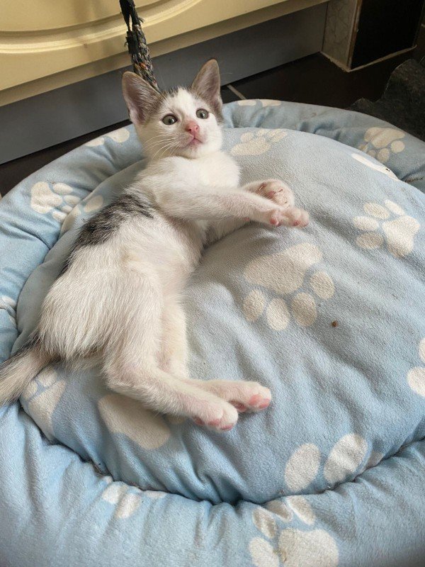 Berlioz