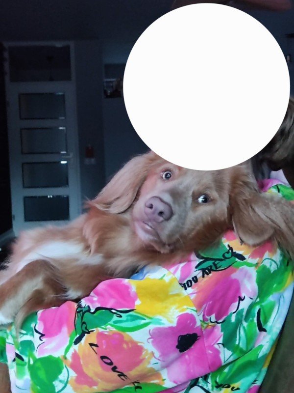 Ginger