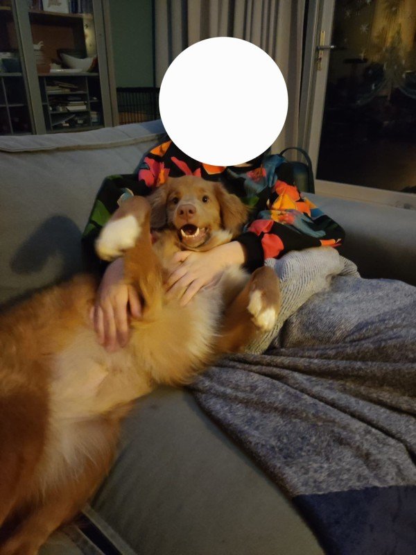 Ginger