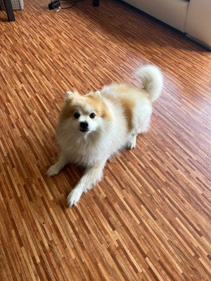 Pootchi