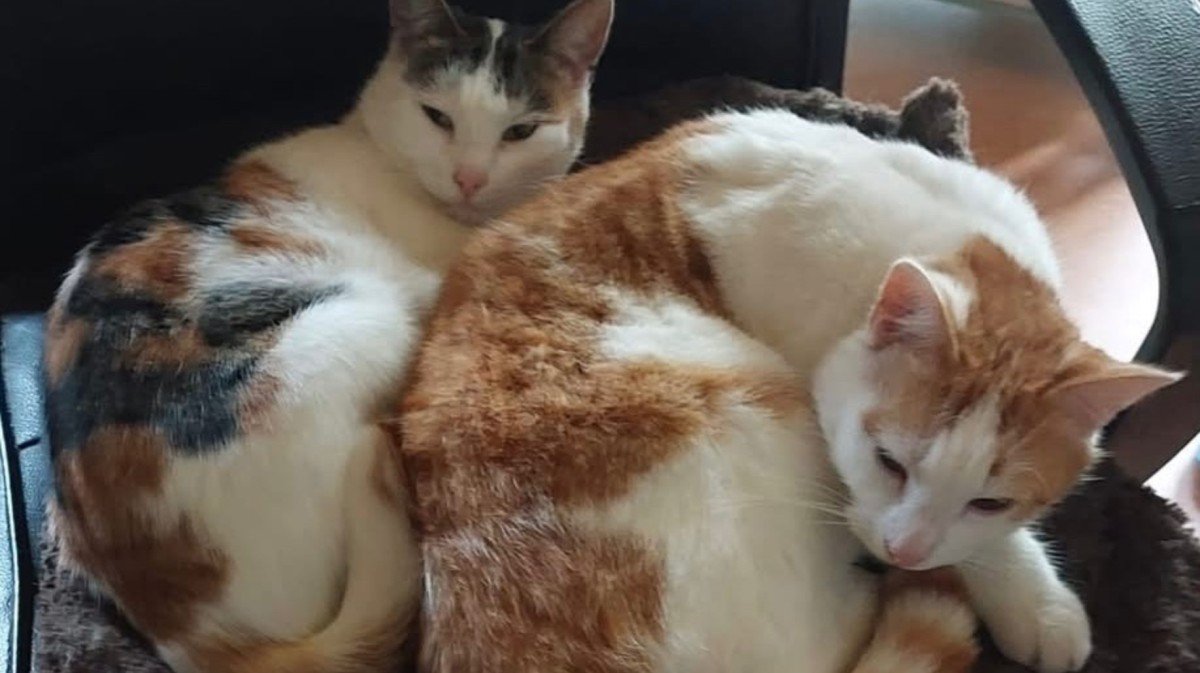 Spoetie