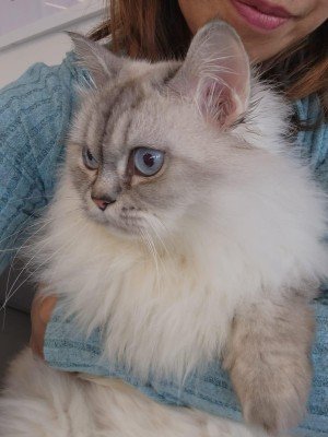 Frieda