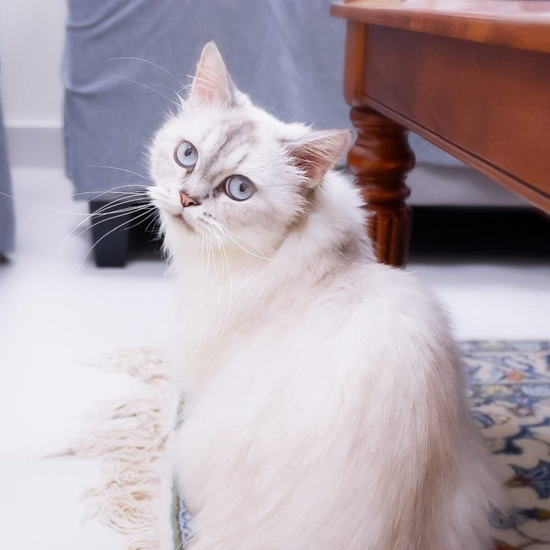 Frieda