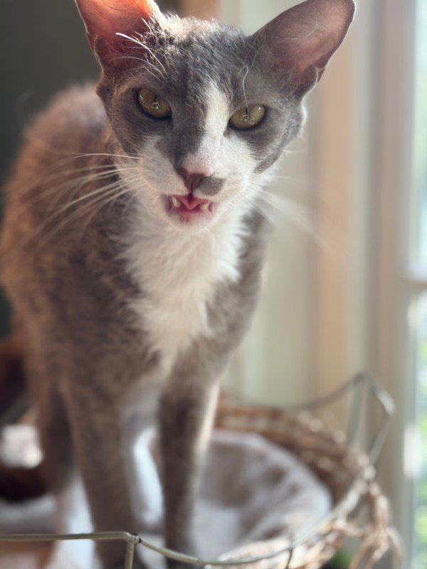 Charlie