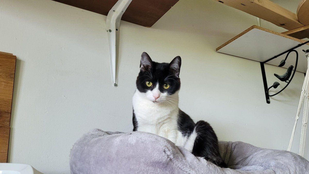 Jet