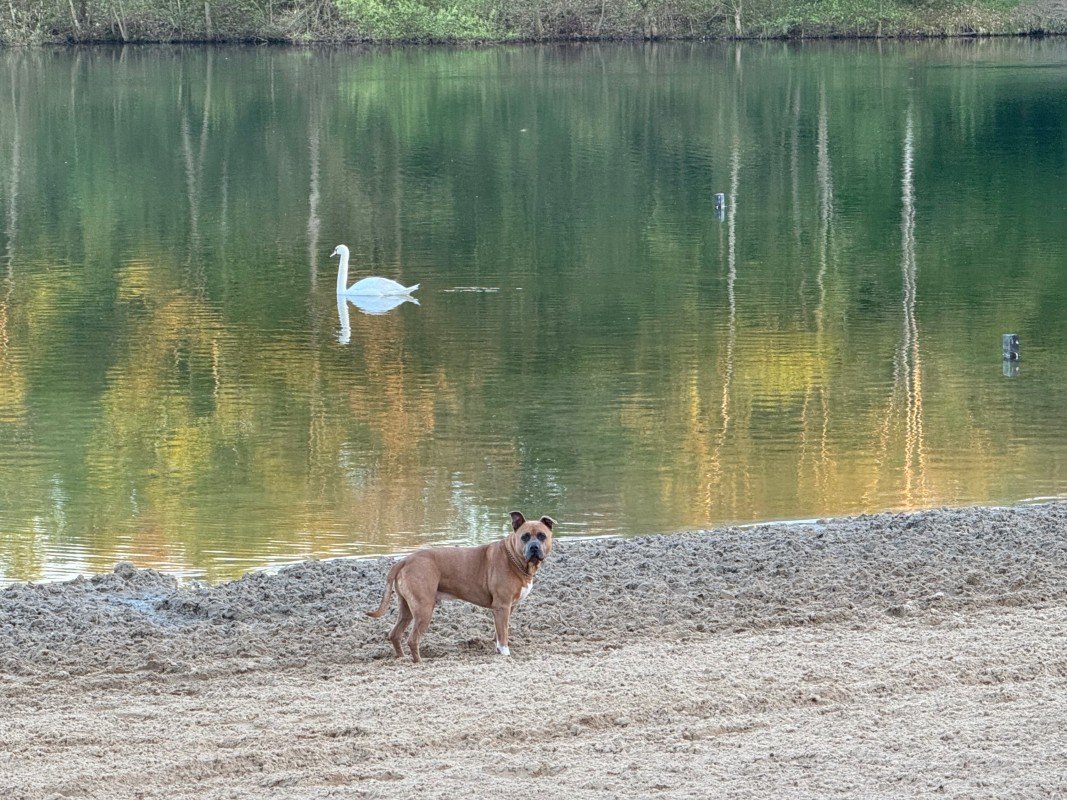 Rambo